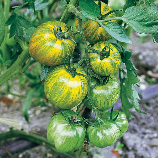 Pomidoras GREEN ZEBRA (aukštaūgis)